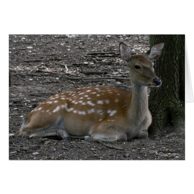 Cervus nippon (Front Horizontal)