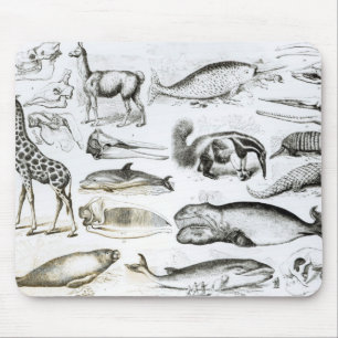 Cetacea Edentata Mouse Pad