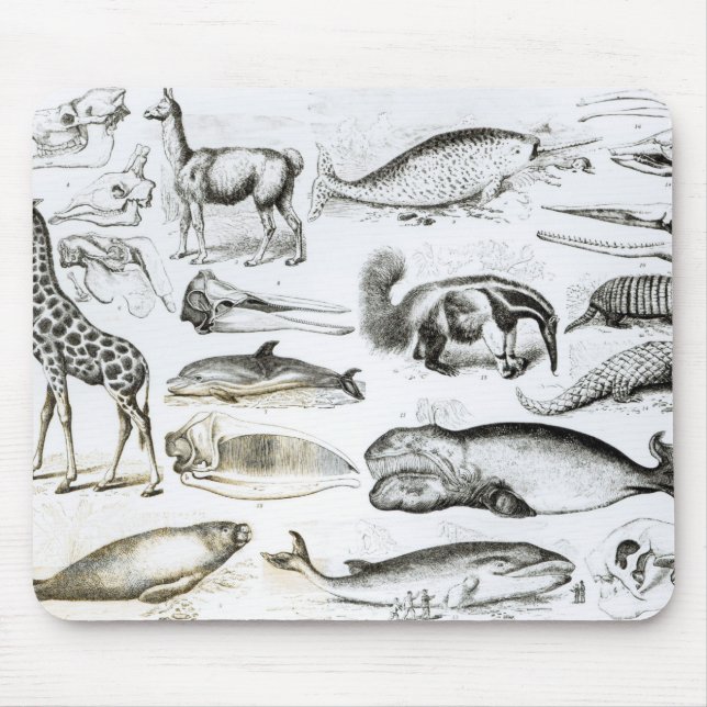 Cetacea Edentata Mouse Pad (Front)