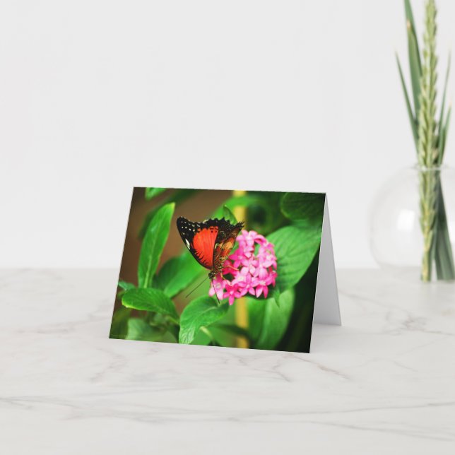 Cethosia biblis Card (Front)