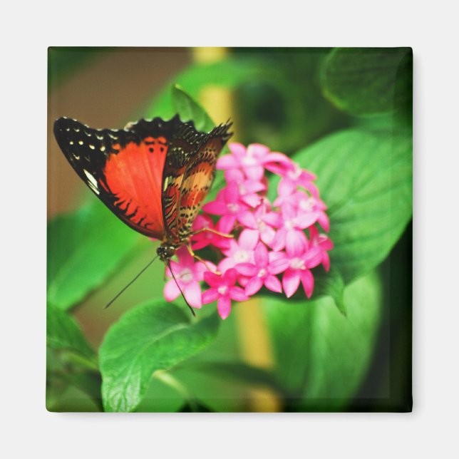 Cethosia biblis Magnet (Front)