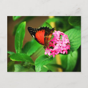 Cethosia biblis Postcard