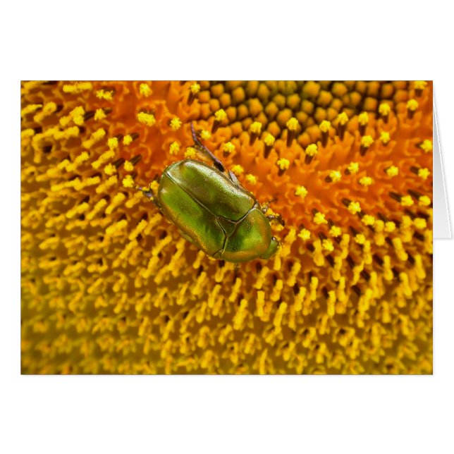 Cetonia aurata (Front Horizontal)