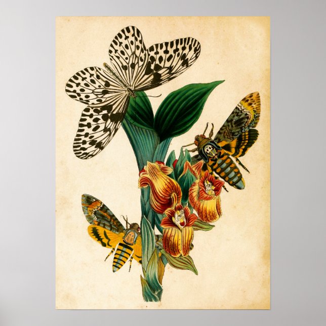 Ceylon Tree Nymph Butterfly & Acherontia Moths Poster (Front)