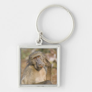 Chacma Baboon (Papio ursinus) scratching its Key Ring
