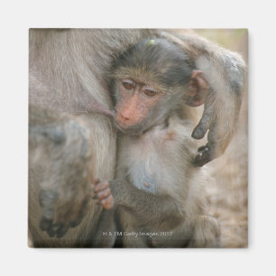Chacma Baboon, Papio ursinus with young, Kruger Magnet