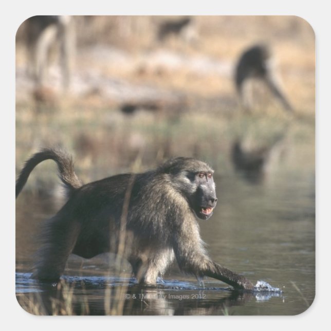 Chacma Baboons (Papio ursinus) walking through Square Sticker (Front)