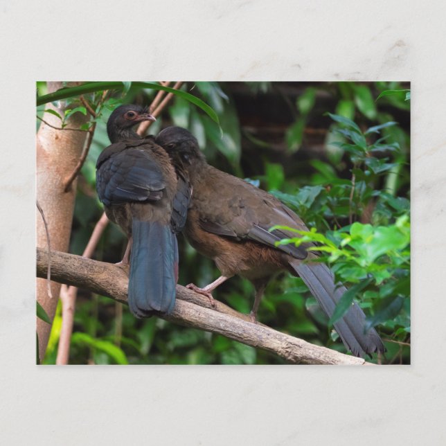 Chaco chachalacas postcard (Front)