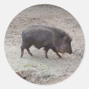 Chacoan Peccary #2 Stickers