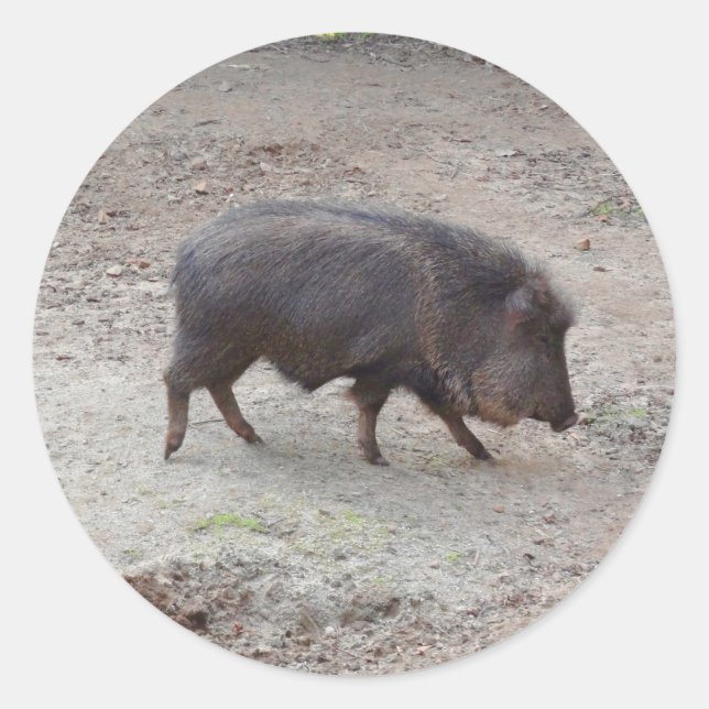 Chacoan Peccary #2 Stickers (Front)