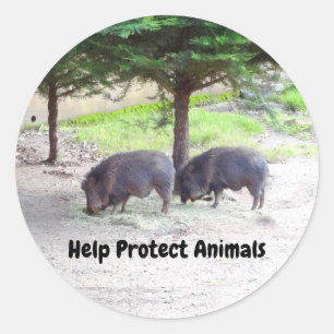 Chacoan Peccary #3 Stickers