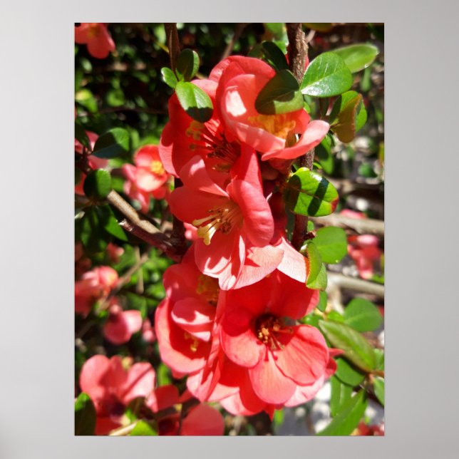 Chaenomeles japonica , Ornamental quince Poster (Front)
