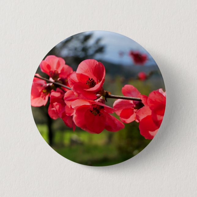 Chaenomeles speciosa Badge (Front)