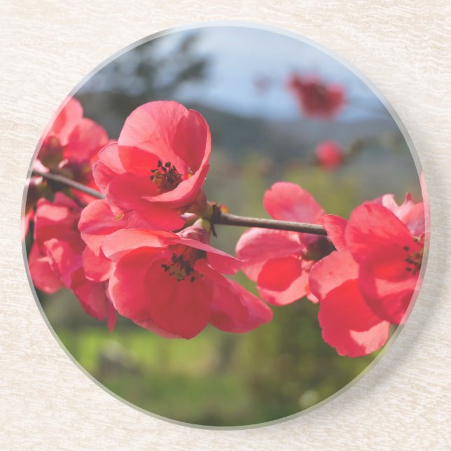 Chaenomeles speciosa coaster (Front)