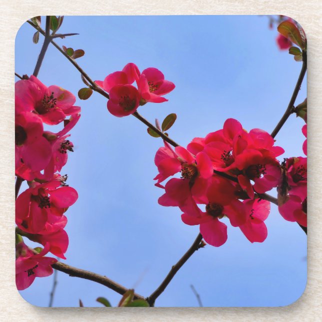 Chaenomeles speciosa coaster (Front)