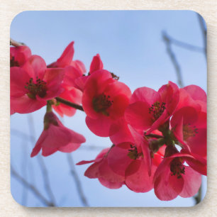 Chaenomeles speciosa coaster