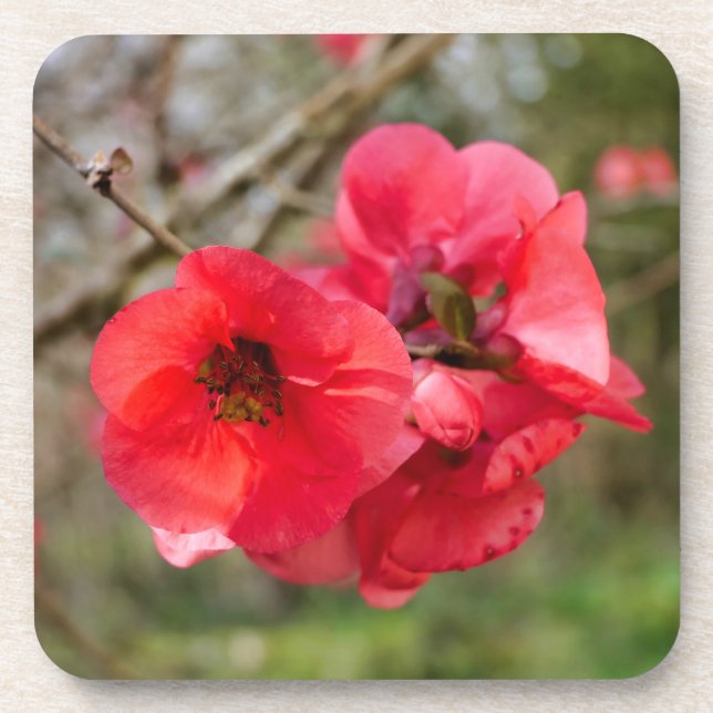 Chaenomeles speciosa coaster (Front)