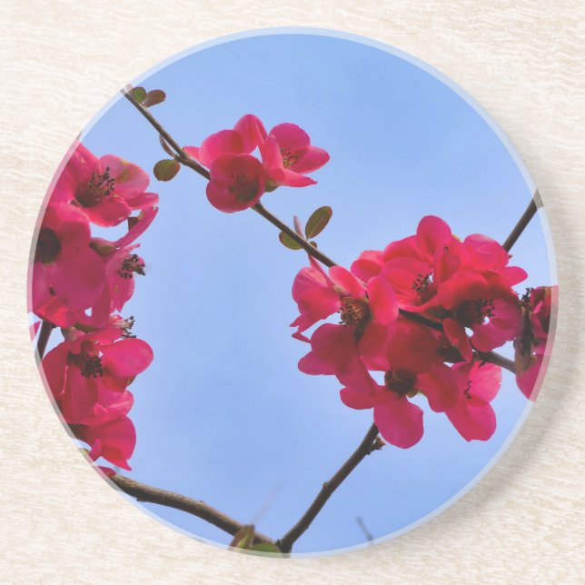 Chaenomeles speciosa coaster (Front)