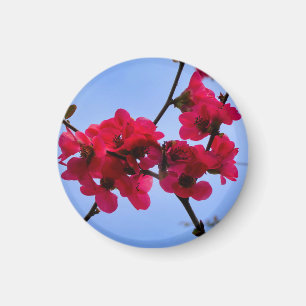 Chaenomeles speciosa magnet