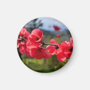 Chaenomeles speciosa magnet