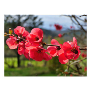 Chaenomeles speciosa photo print