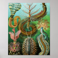 Chaetopoda illustration by Ernst Haeckel