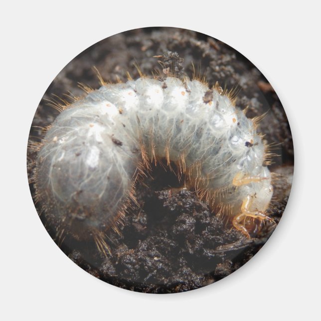 Chafer Larva Magnet (Front)