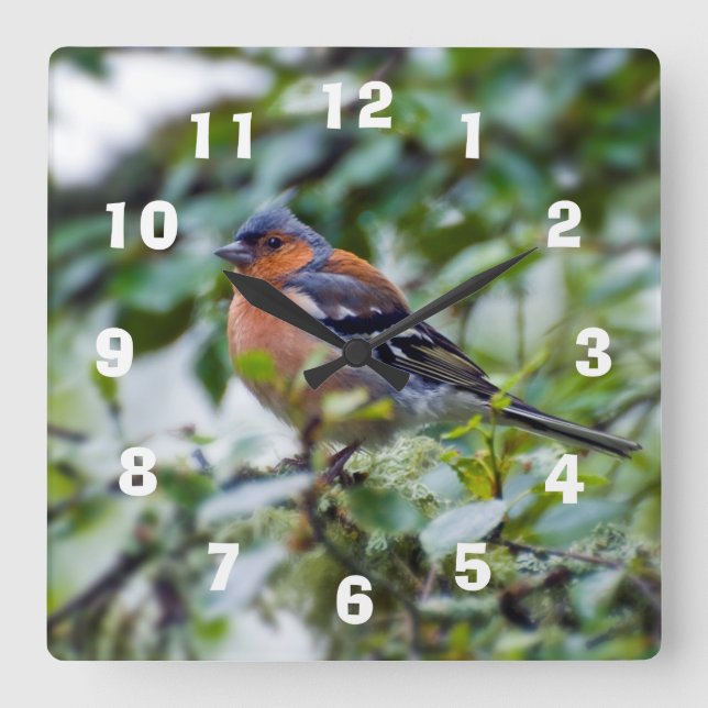 Chaffinch Acrylic wall clock (Front)