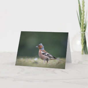 Chaffinch Bird Nature Photo Card