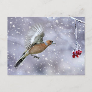 chaffinch christmas postcard, winter postcard