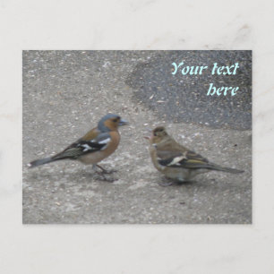 Chaffinch Feed Me Custom Postcard