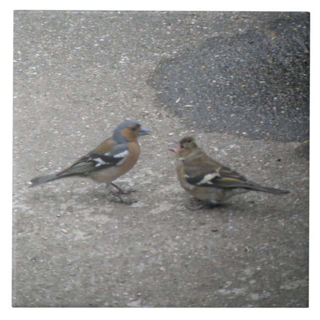 Chaffinch Feed Me Tile (Front)
