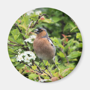 CHAFFINCH MAGNET