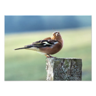 CHAFFINCH PHOTO PRINT