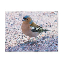 Chaffinch