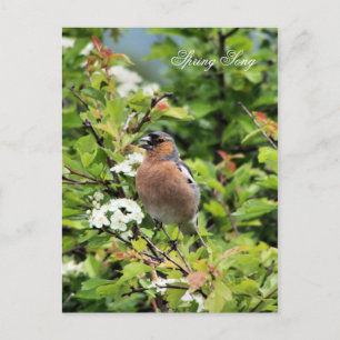 CHAFFINCH POSTCARD