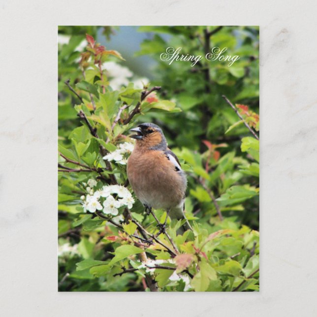 CHAFFINCH POSTCARD (Front)