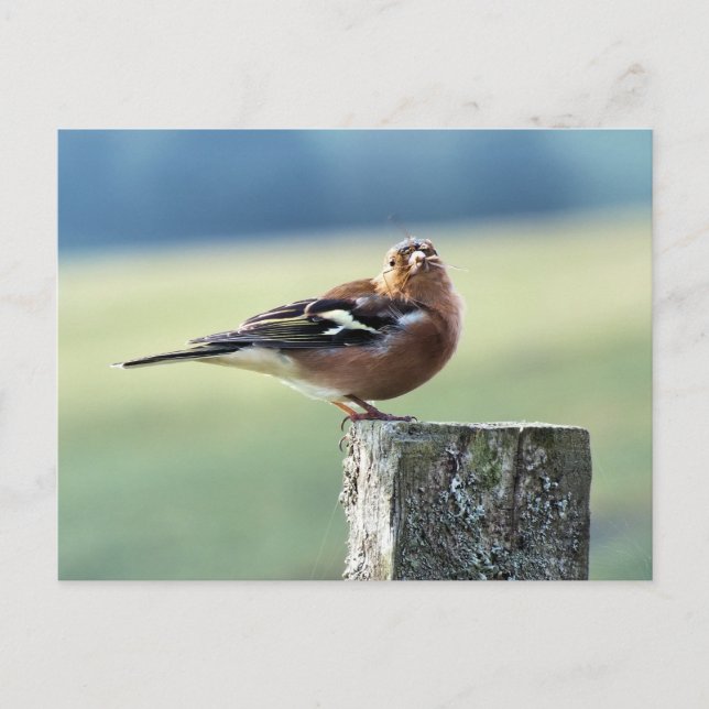 CHAFFINCH POSTCARD (Front)