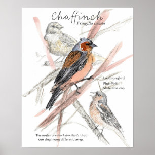 Chaffinch Songbird Blue Cap Tree Branches Poster