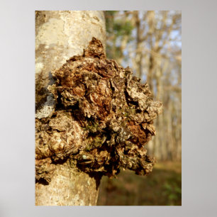 Chaga Mushroom Poster
