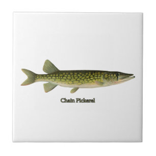 Chain Pickerel Illustration Ceramic Tile