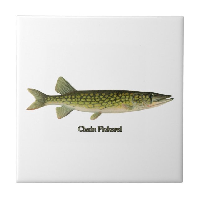 Chain Pickerel Illustration Ceramic Tile (Front)