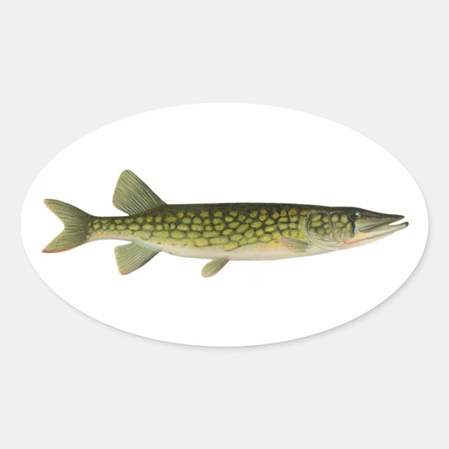Chain Pickerel Illustration Oval Sticker (Front)