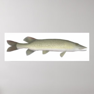Chain Pickerel Poster