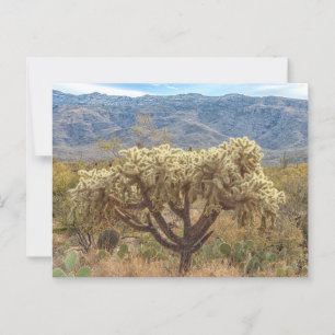 Chained-Fruit Cholla at Sonoran Desert Postcard
