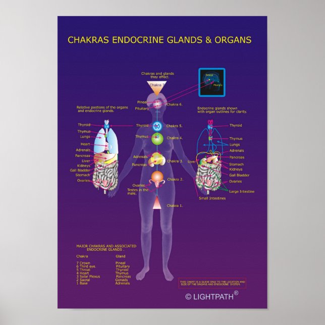Chakras Endocrine Glands and Organs Poster (Front)