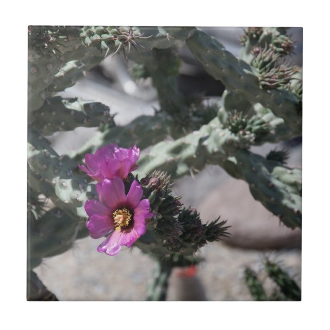 Challa Cactus in bloom  Ceramic Tile (Front)