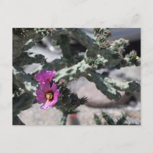 Challa Cactus in bloom  Holiday Postcard