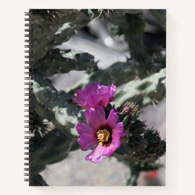 Challa Cactus in bloom  Notebook (Front)