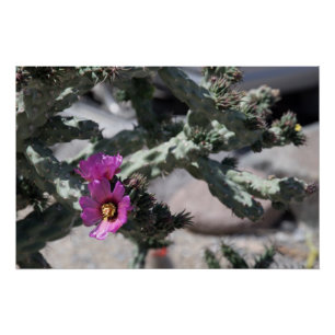 Challa Cactus in bloom Poster